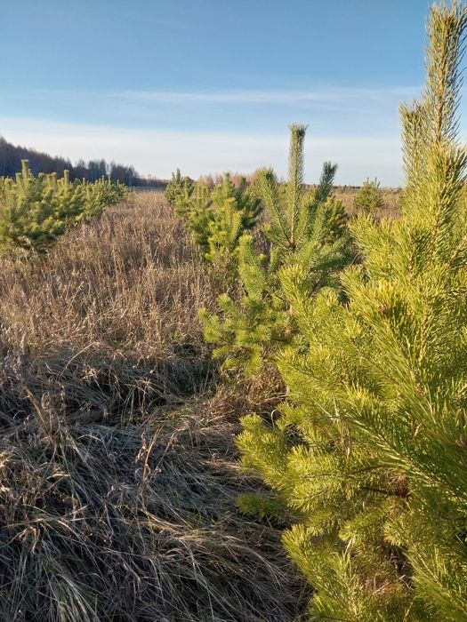 Есть в продаже Ель Сосна