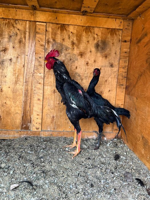 Шалпан хуроз ганой макион тозза конлар сотилади икаласиям Жужа макион