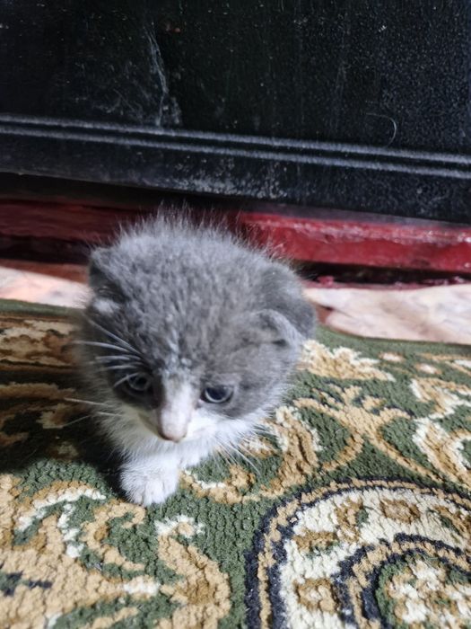 Одам котят 4шт и мама очень милые