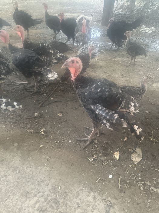 Продаются индюки
