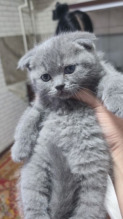 Продаются чистокровные котята