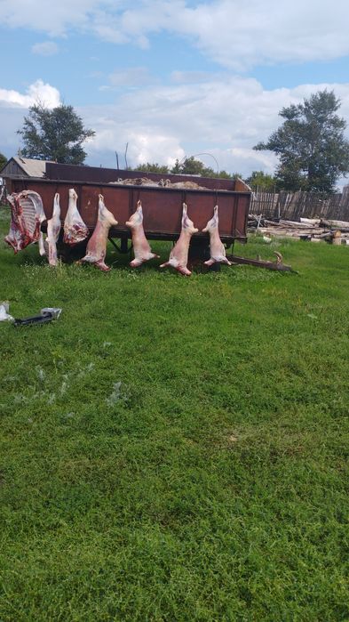 Молодая баранина