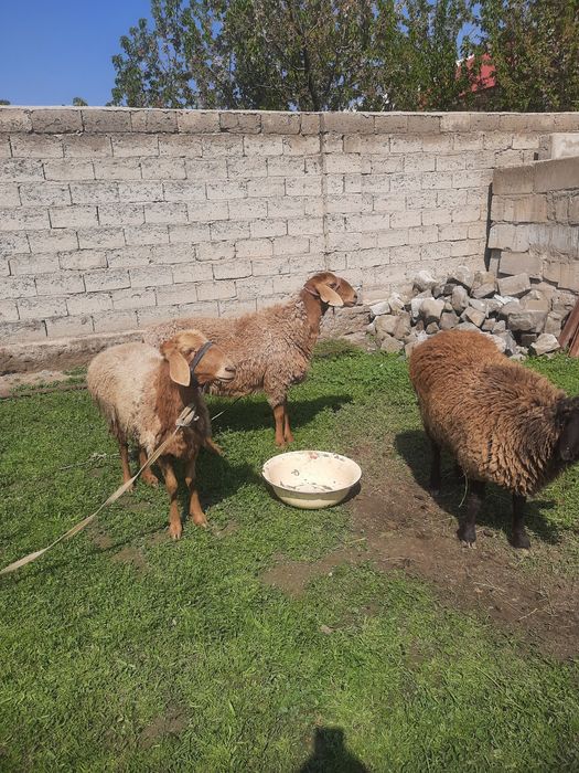 Зотдор Куйлар сотилади