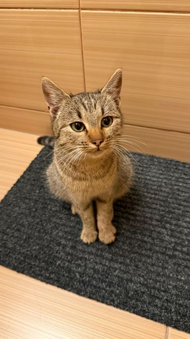 Tigrata pisica afectuasa