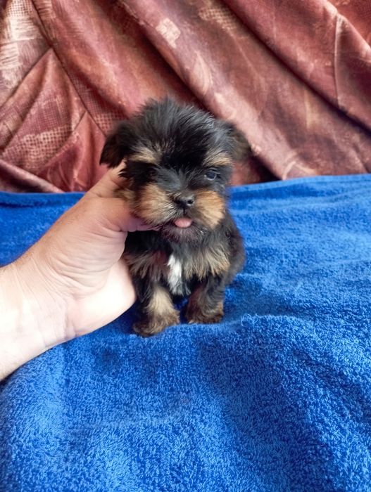 Мини йорки - момичета