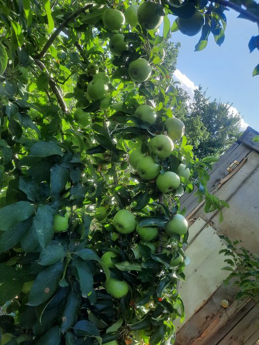 Алмалыдан дача сатылады