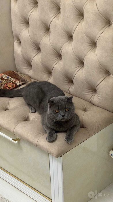 Scottish fold grey