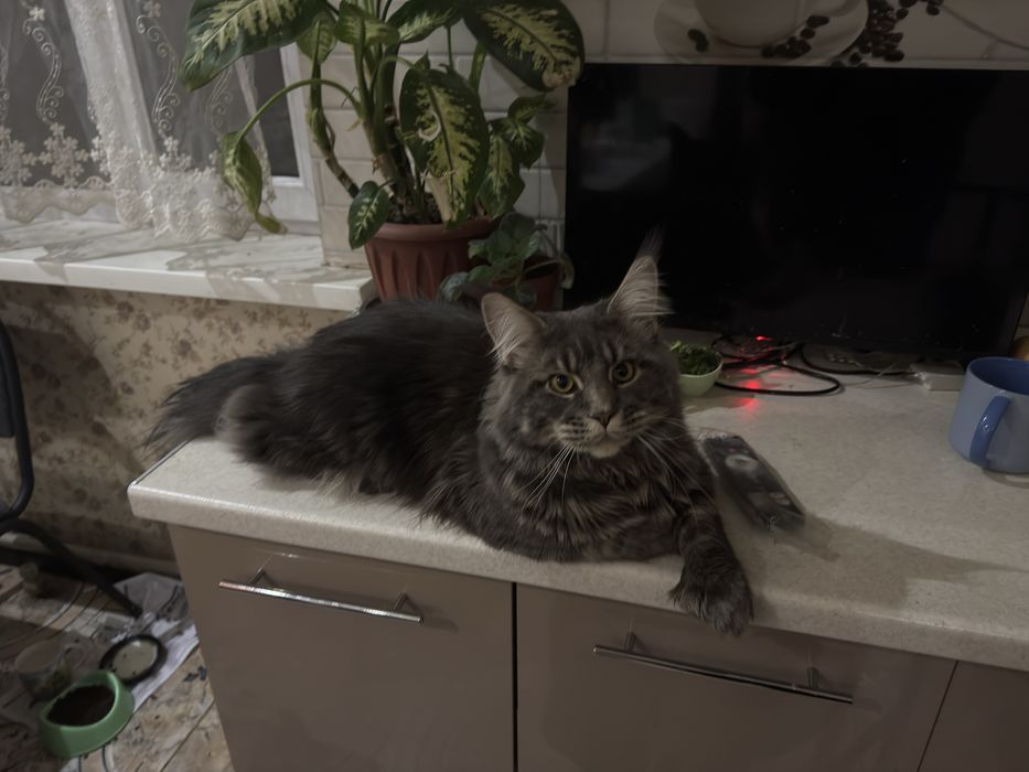 Кот на вязку Мейн Кун полидакт
