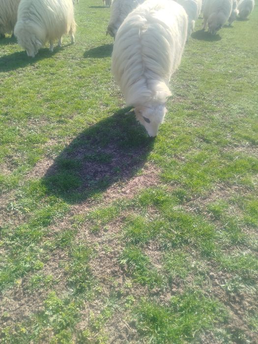 Noatine bune de prăsilă