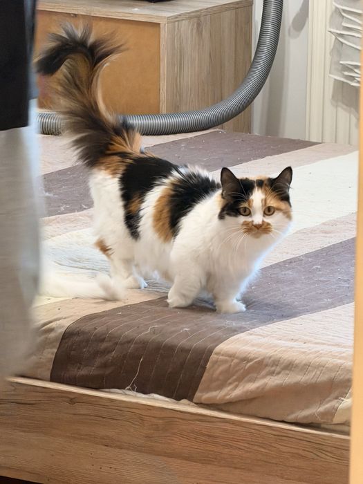 Pisica Munchkin cu pedigree, femela.
