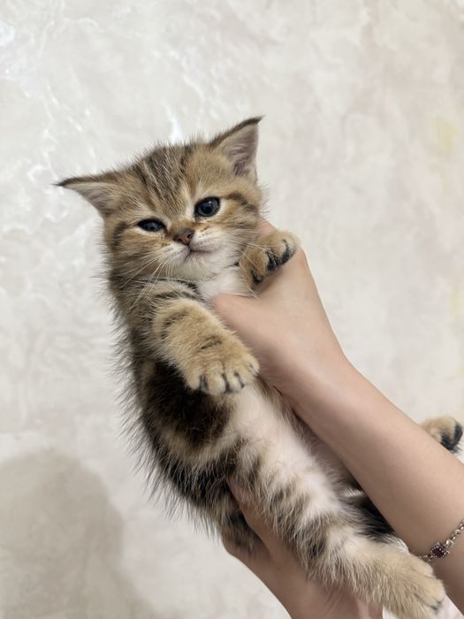 продаются котята шиншилы