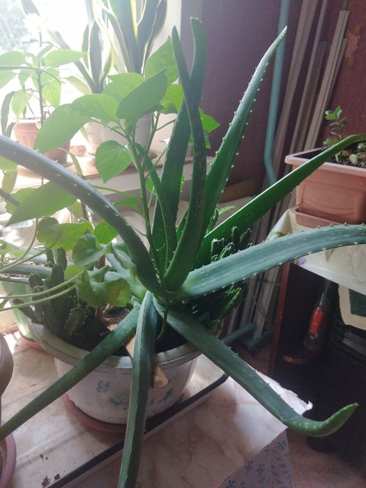 Продаю алой Вера