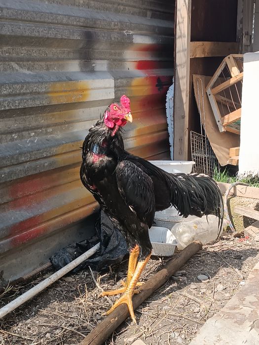 Продаю петух и курица