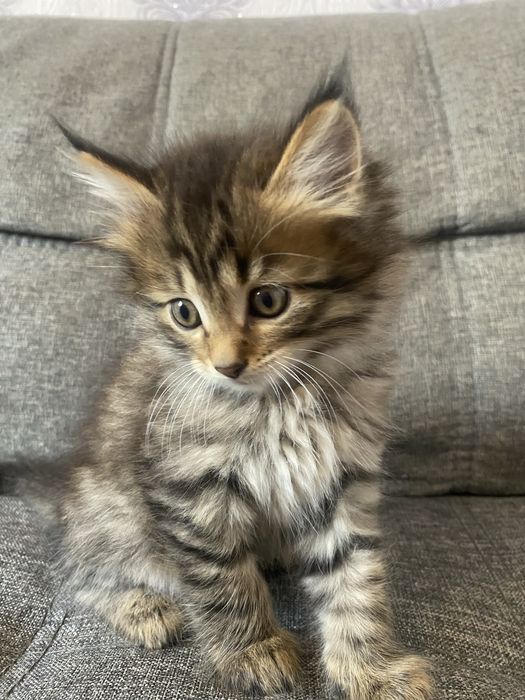 Котята помесь с мейн куном