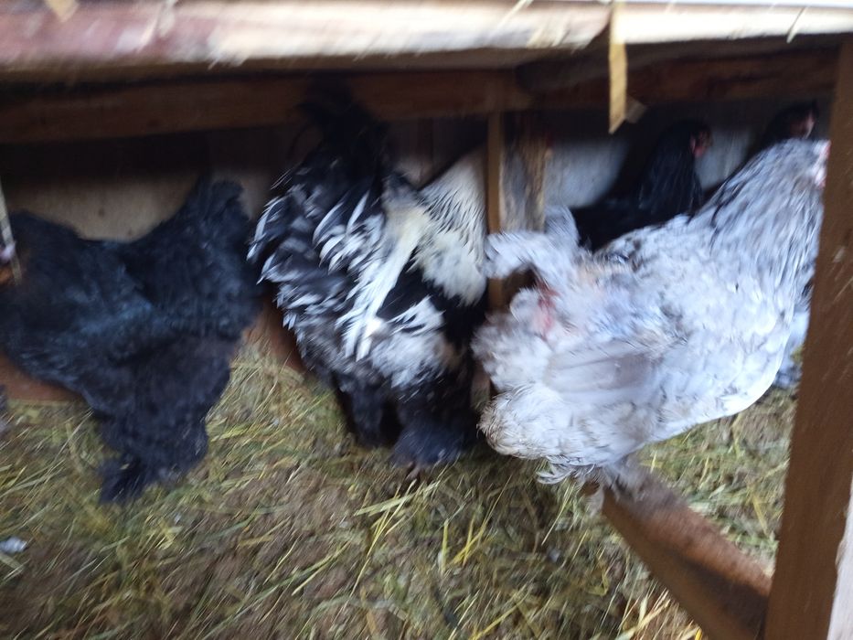 Инкубационные яйца