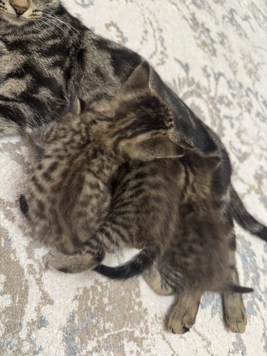 Отдам котят в хорошие руки
