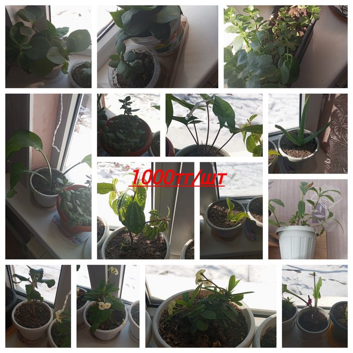 Продам комнатные цветы