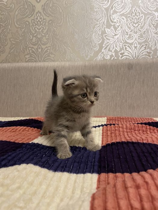 Продам котёнка 5000 тг