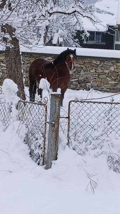 Vând harmasar de 7 ani cuminte curat garantat la caruta