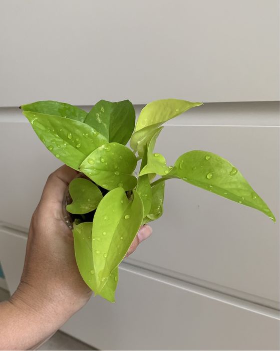 Эпипремнум! Сциндапсус! Комнатные цветы!