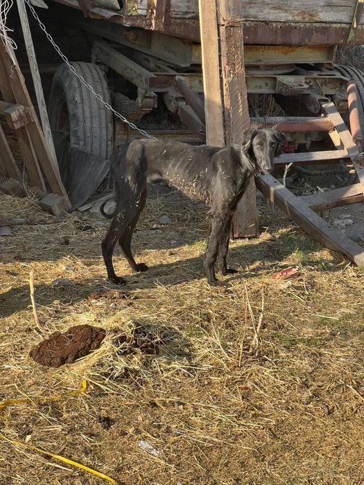 Продам тазы шенок