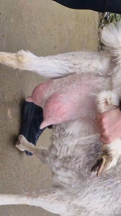 Коза ешкі Коза ешкі