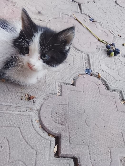 Отдам котят бесплатно