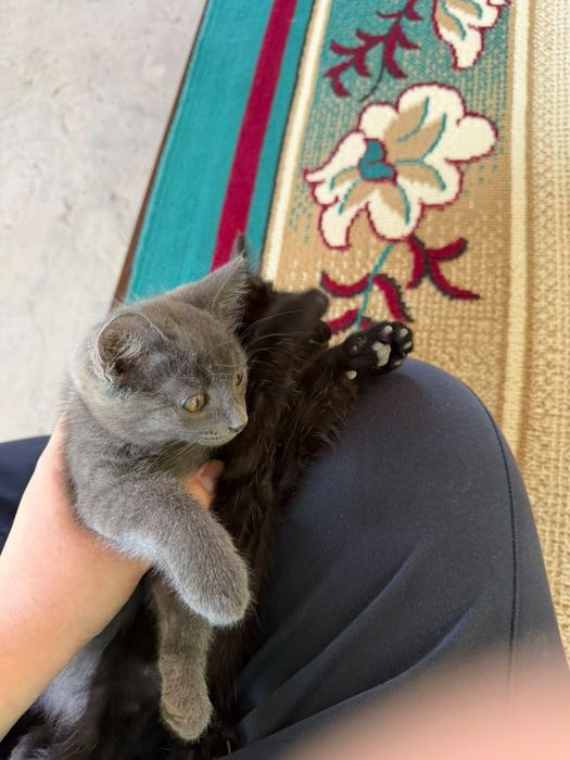 Котята 2 месячные