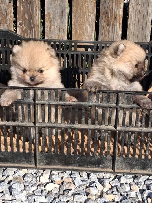 Померанчета момче и момиче