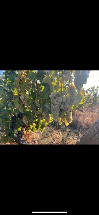 Vand struguri de vin.