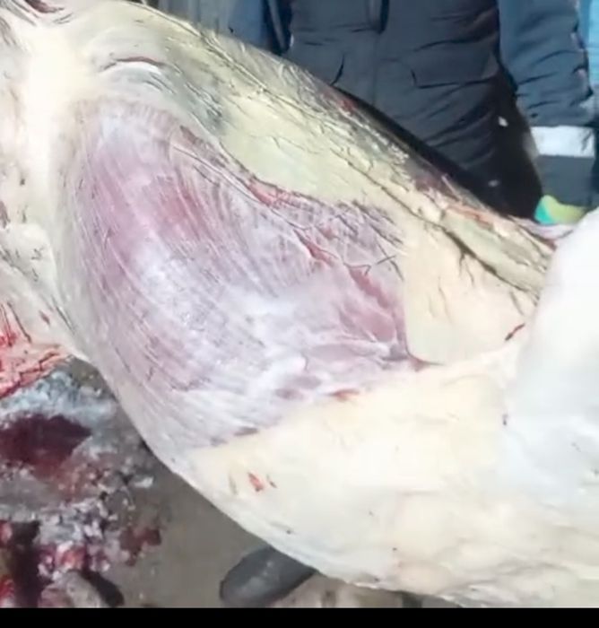 Соғымға заказ кабылдаймыз