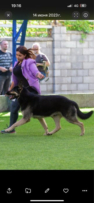 Кобель ВЕО на вязку