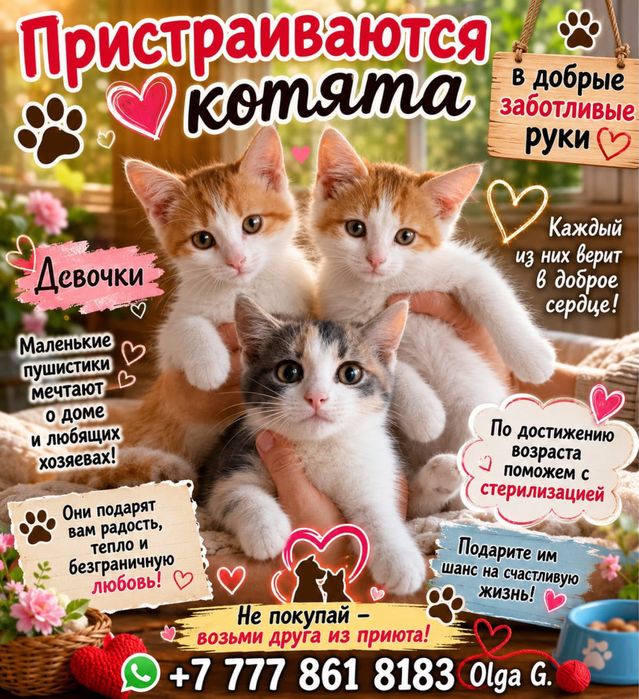 пристраиваются котята