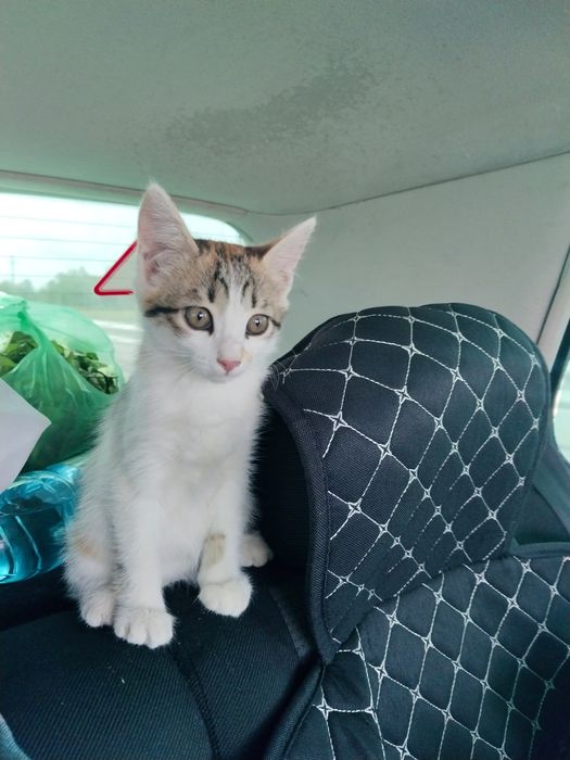 отдам котят девочки мальчики