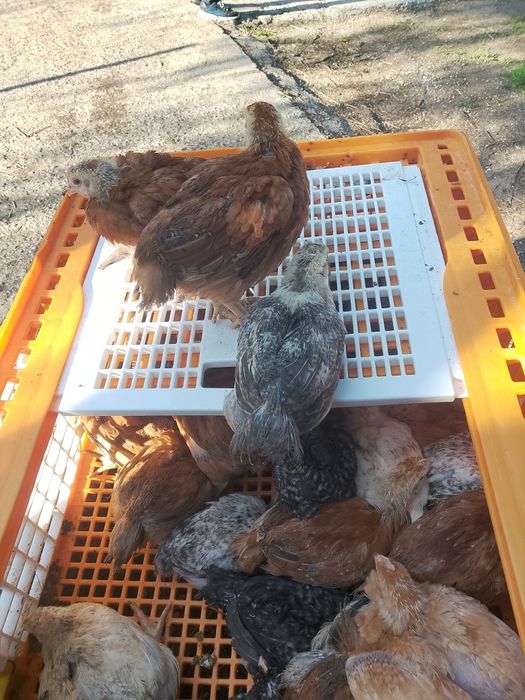 Ferma Bacău SRL am dat drumul la prima serie de pui colorat rasă mixtă