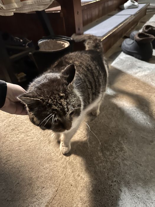 Найдена кошка или кот