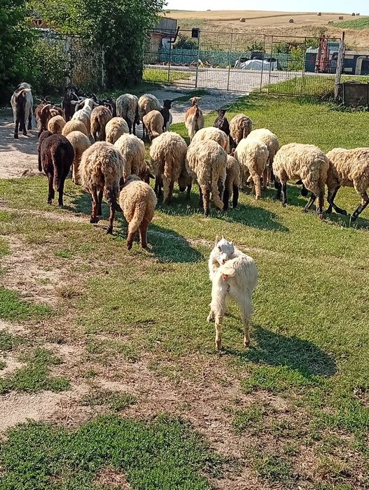 Disponibile oi cu miei ,Capre cu iezi!