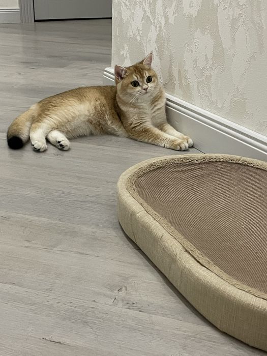 Котенка породистого прадам