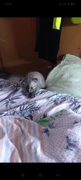 Котята породистые