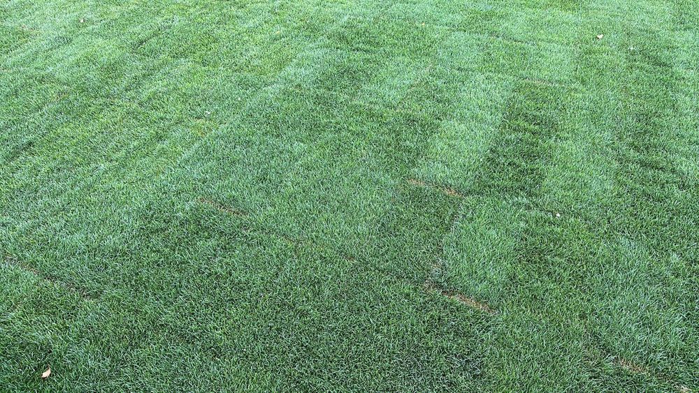 Газон рулонный и посевной