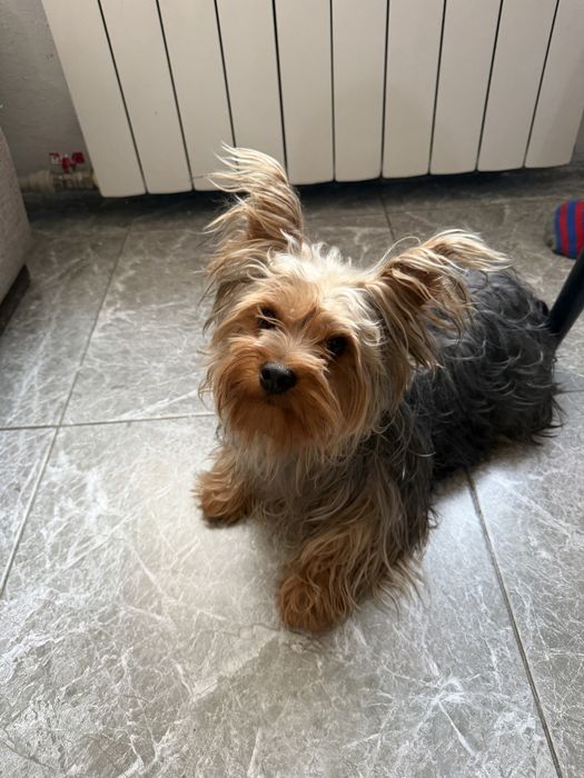 Чистокровный йоркширский терьер