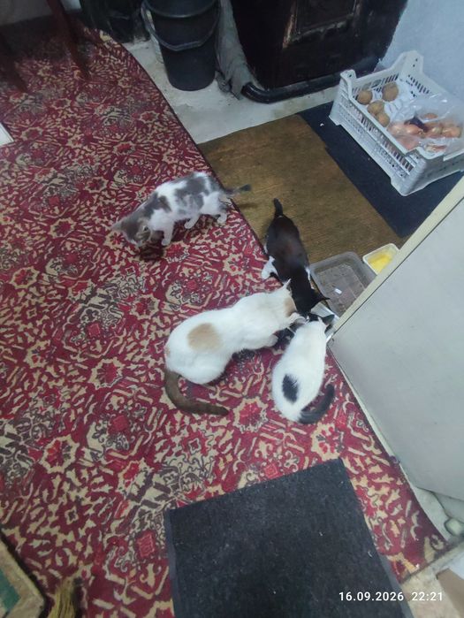 Отдам котят в хорошие руки