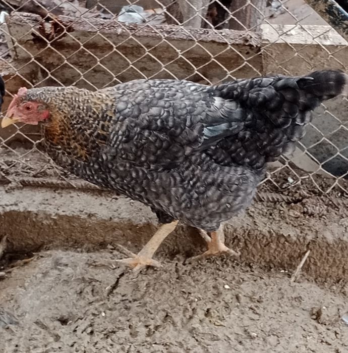 Тауык 2500тг срочына