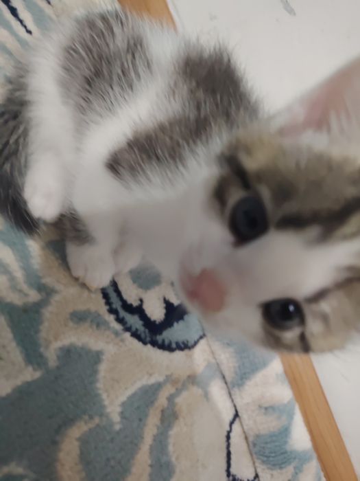 Отдам котят в добрые руки