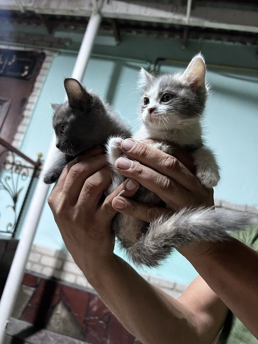 Отдам котят в добрые руки.