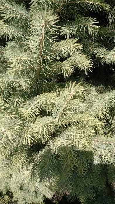 Продам живую  ёлку