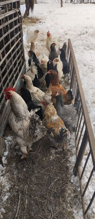 Сельхоз животные