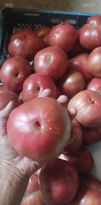 Рассада помидор черный принц ,