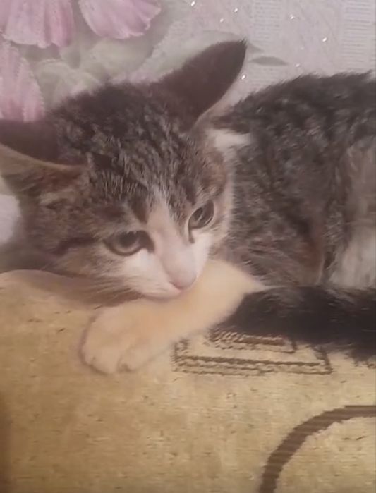Котенок в надежные руки
