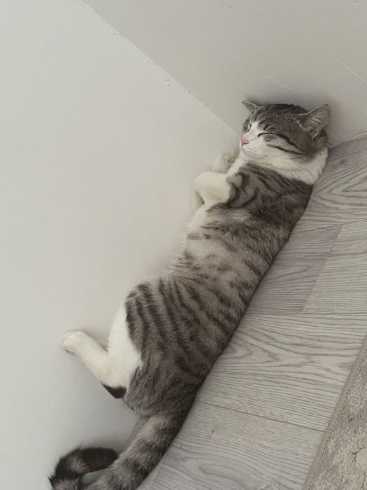 Отдам кота в добрые руки